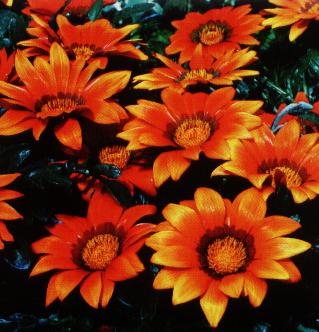 gazania